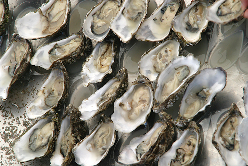 Whitstable Oyster Festival 2 2 copy