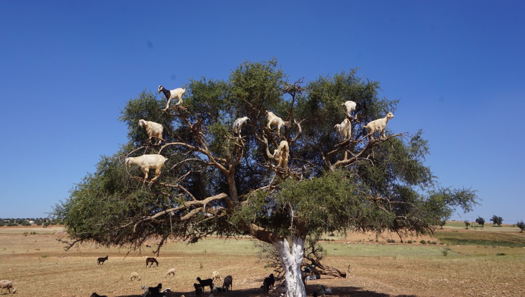 Morocco gets on my&nbsp;goat!